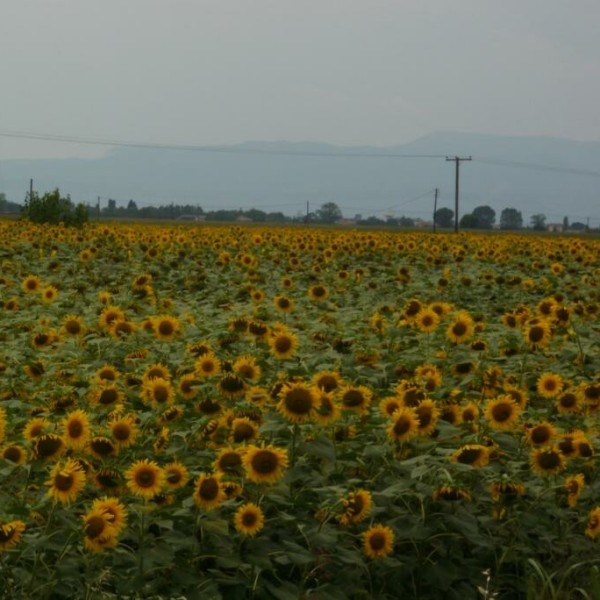 Τα περίφημα Ελληνικά καπνά αντικαθιστούν καλλιέργειες ήλιων στην Κεντρική Μακεδονία